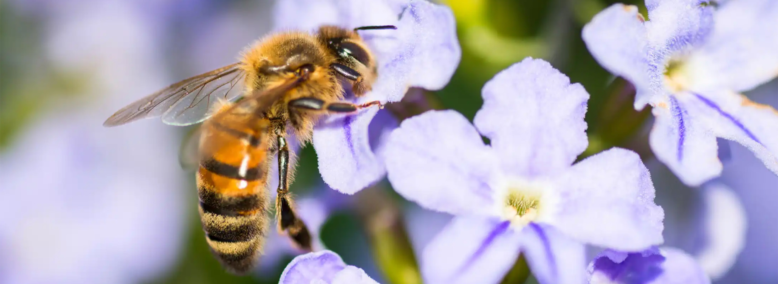 So locken Sie Bienen auf Ihren Balkon