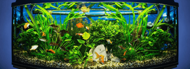 Aquarium
